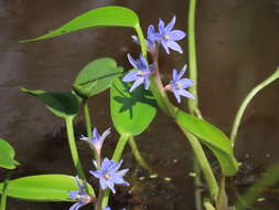 Image of <i>Pontederia cyanea</i>