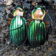 Carabus (Chrysocarabus) auronitens Fabricius 1792 resmi