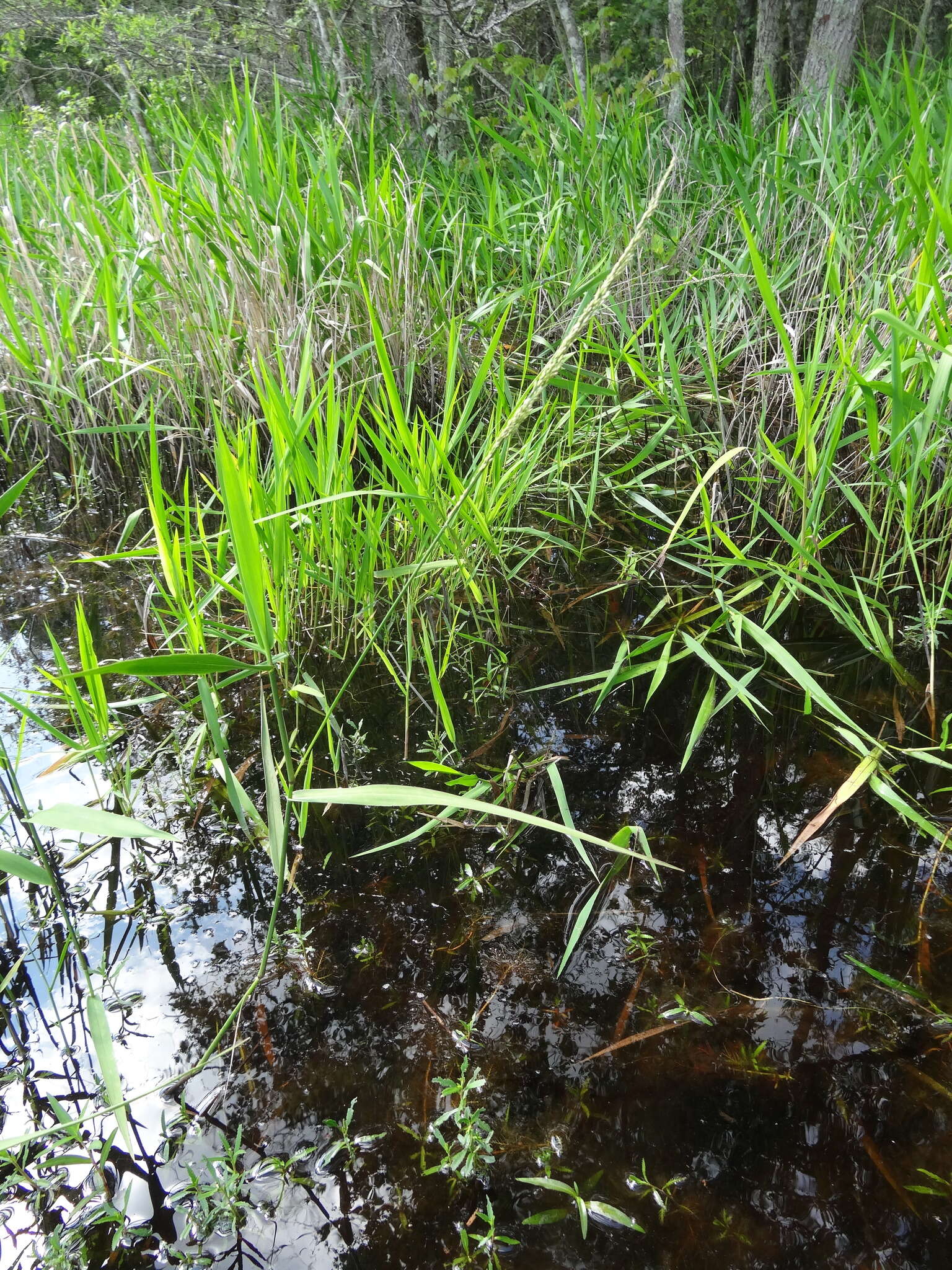 Panicum hemitomon Schult. resmi