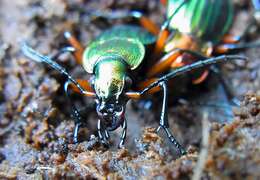 Carabus (Chrysocarabus) auronitens Fabricius 1792 resmi