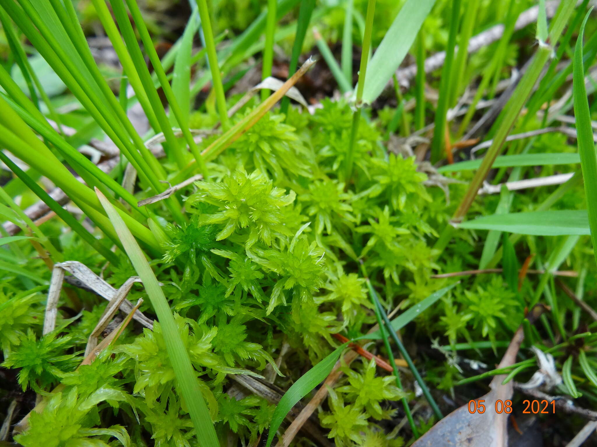 Sphagnum mendocinum Sullivant 1874的圖片