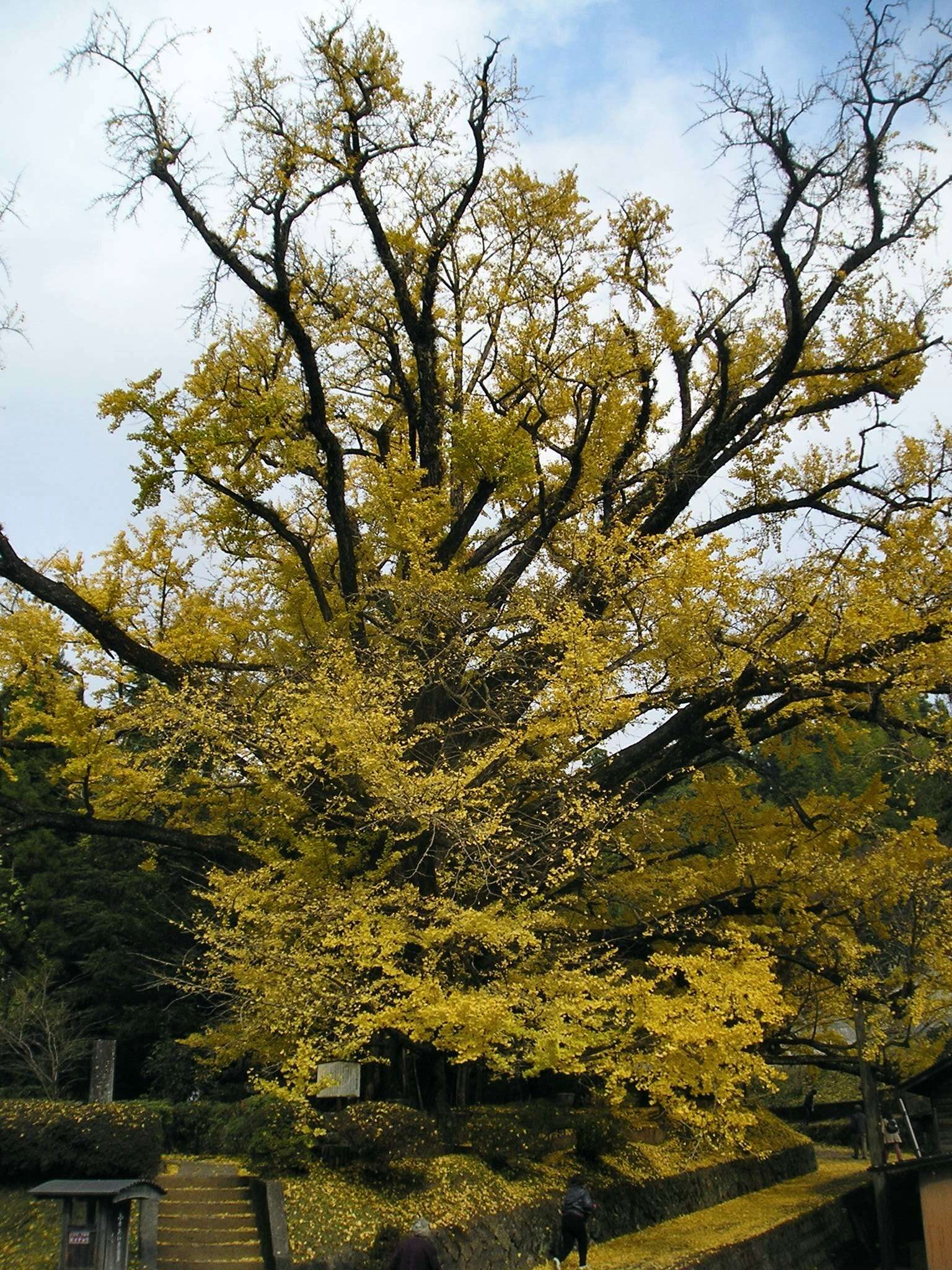 Image of Ginkgoopsida