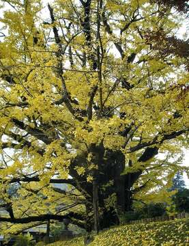 Image of Ginkgoopsida