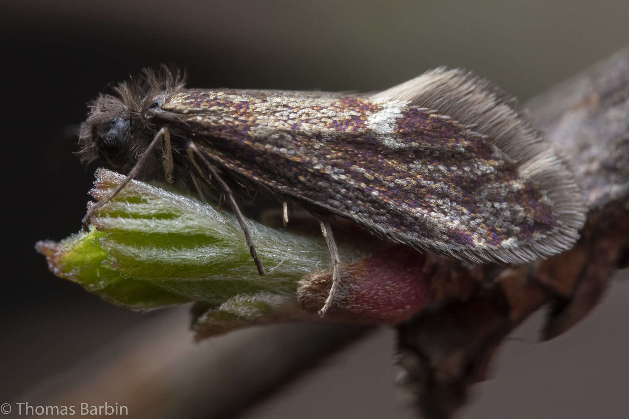 Image of Purplish Birch-miner Moth