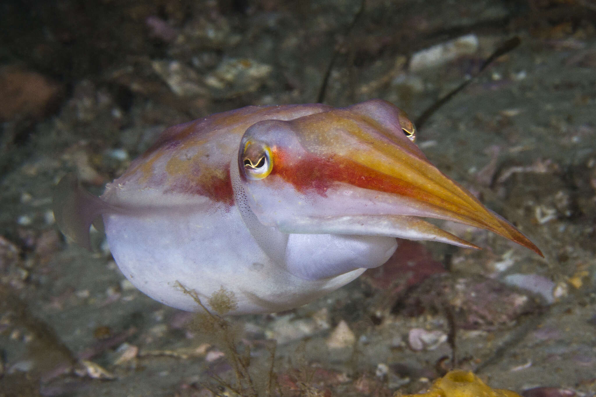 Image of Ken's cuttlefish