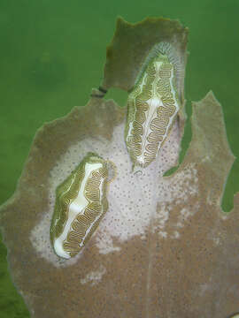 Image of Fingerprint cowry