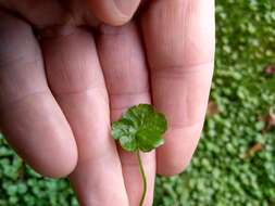 Hydrocotyle americana var. heteromeria (A. Rich.) Kirk resmi