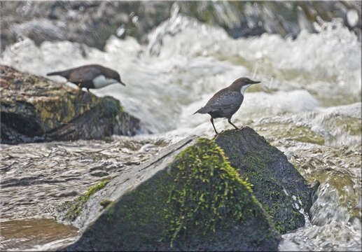 Image of Dipper