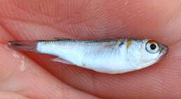 Image of Blueback Mullet