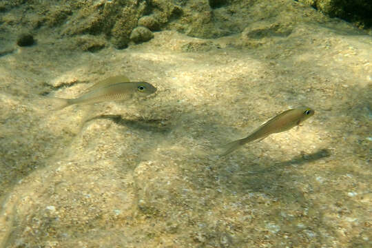 Image of Xenotilapia leptura (Boulenger 1901)