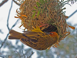 Image of Cape Weaver