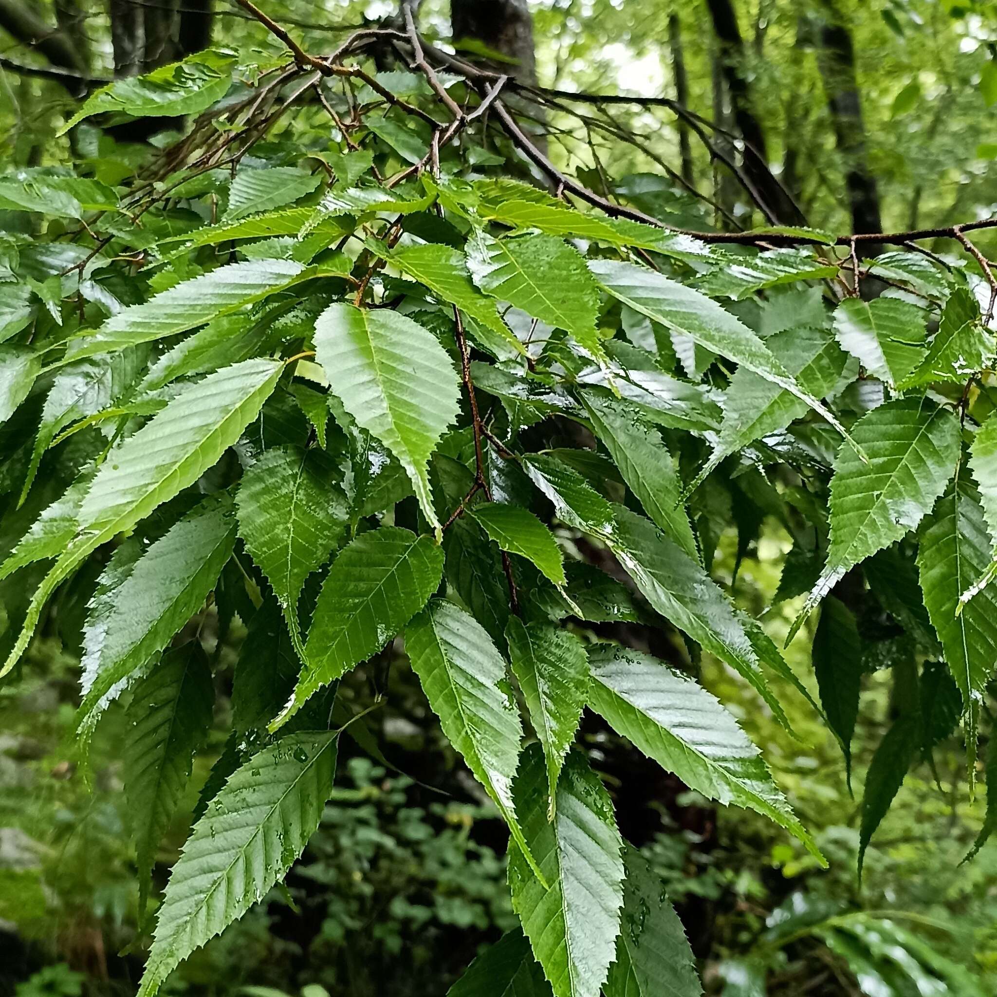 Image of Carpinus viminea Wall. ex Lindl.