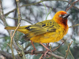 Image of Cape Weaver