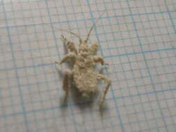Image of Masked Hunter