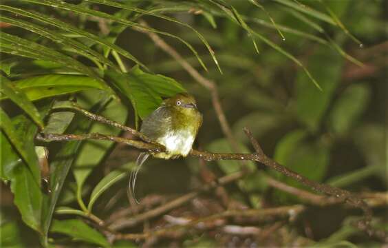 Image of Wire-tailed Manakin