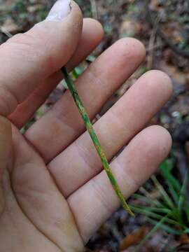 Image of Puccinia porri (Sowerby) G. Winter 1881