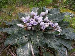 Image de Mandragora officinarum