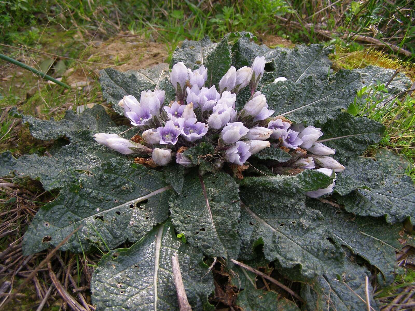 Image de Mandragora officinarum