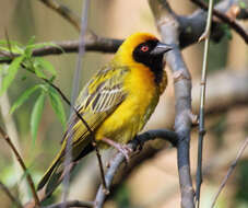 Image of African Masked Weaver