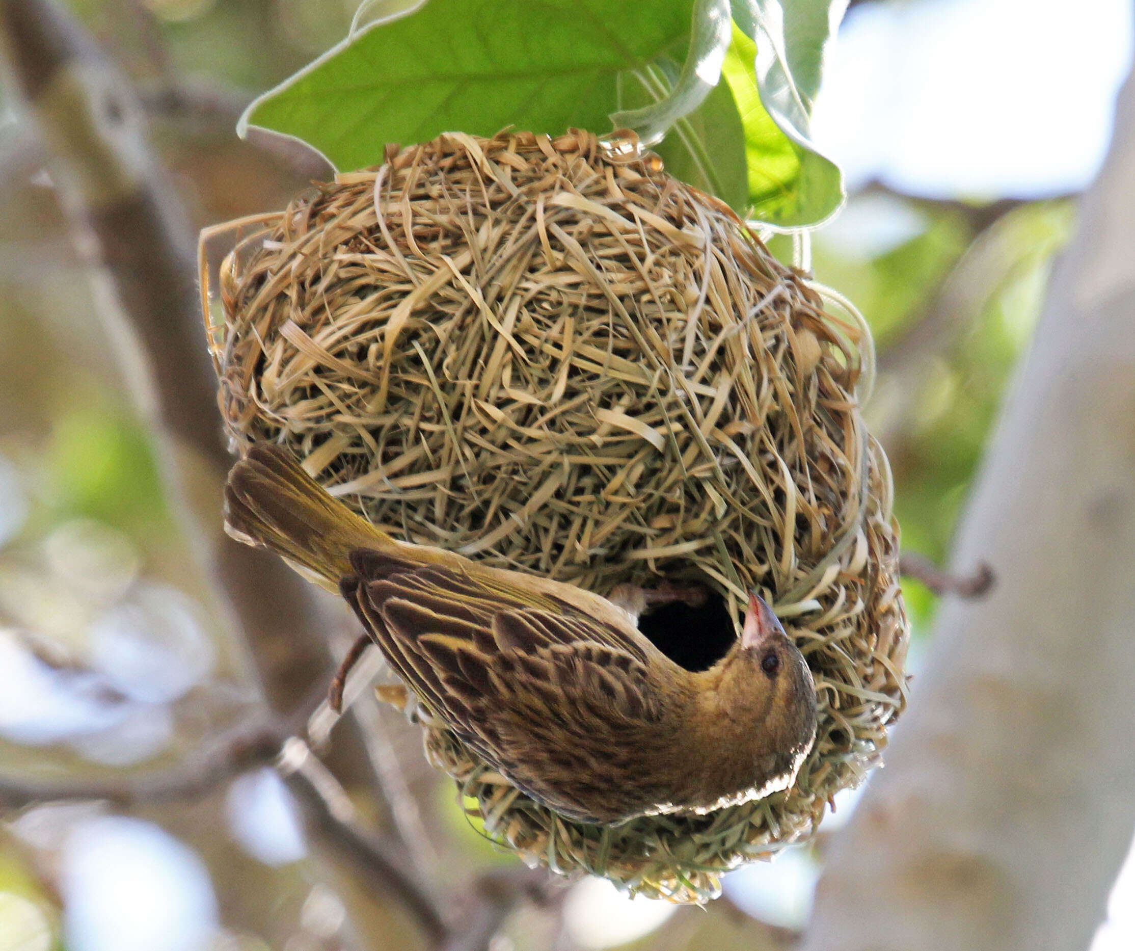 Image of African Masked Weaver