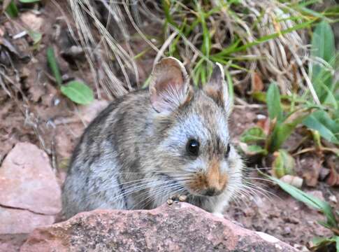 Image of Glover's pika