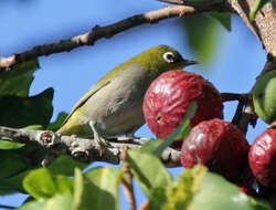 Image of Cape White-eye