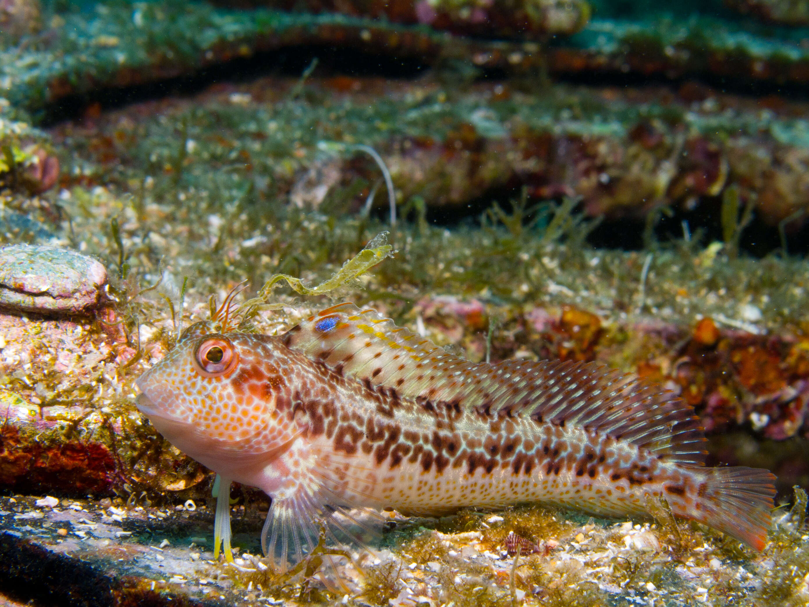 Image of Ringneck Blenny