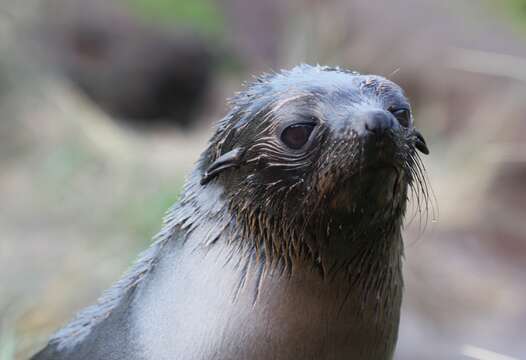 Image of Antipodean Fur Seal