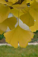 Image of Ginkgoopsida