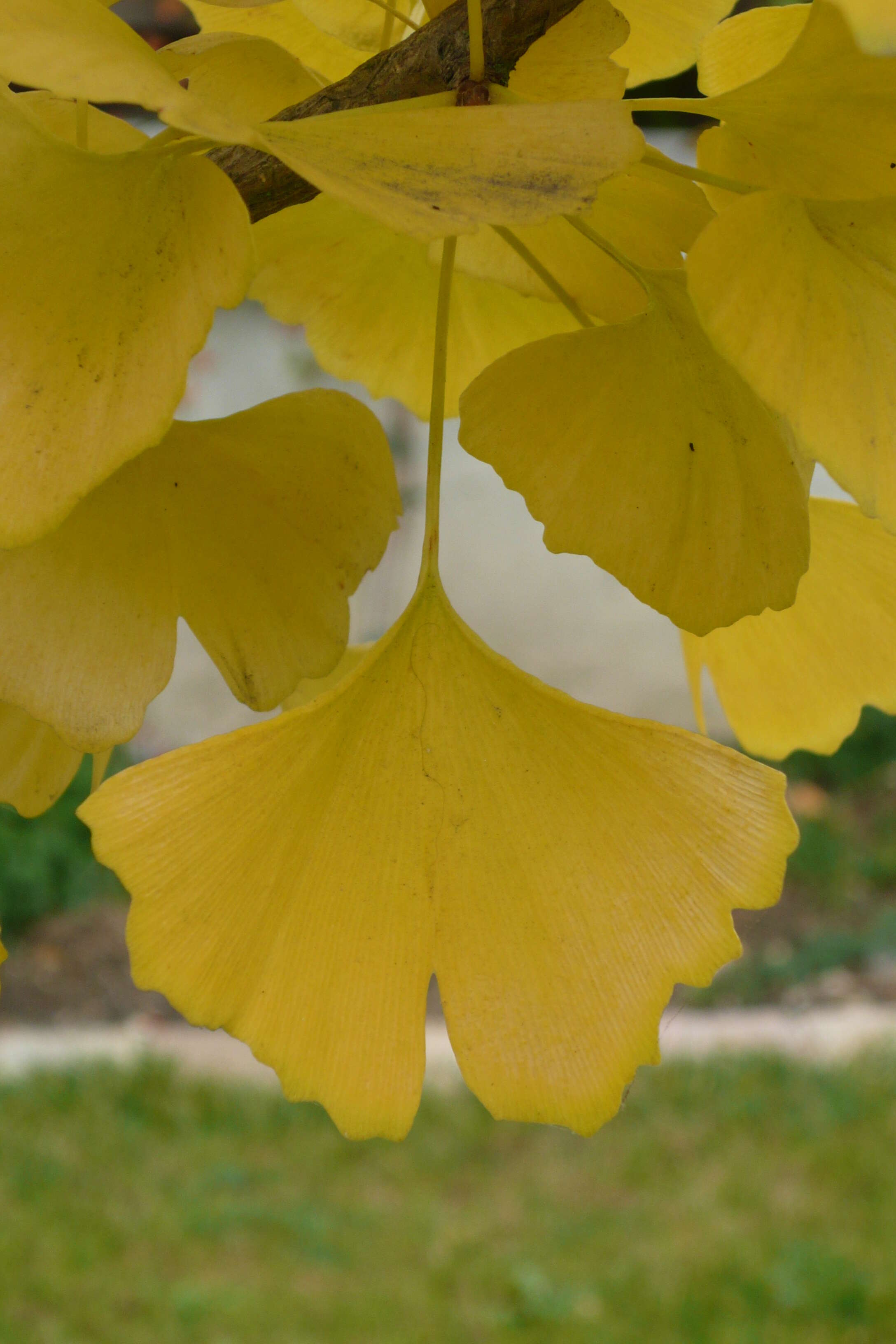 Image of Ginkgoopsida