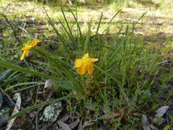 Image of grassy St. Johnswort