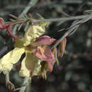 Image of Yellow Leschenaultia