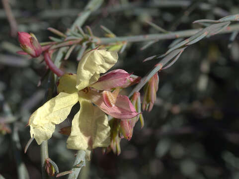 Image of Yellow Leschenaultia