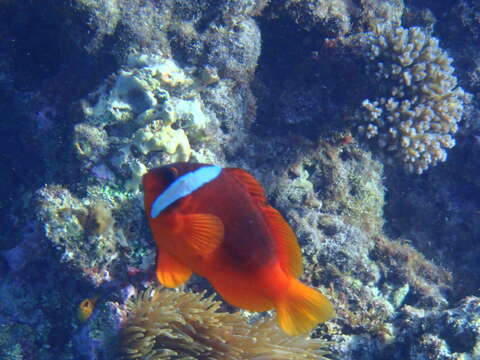 Image of Amphiprion barberi Allen, Drew & Kaufman 2008