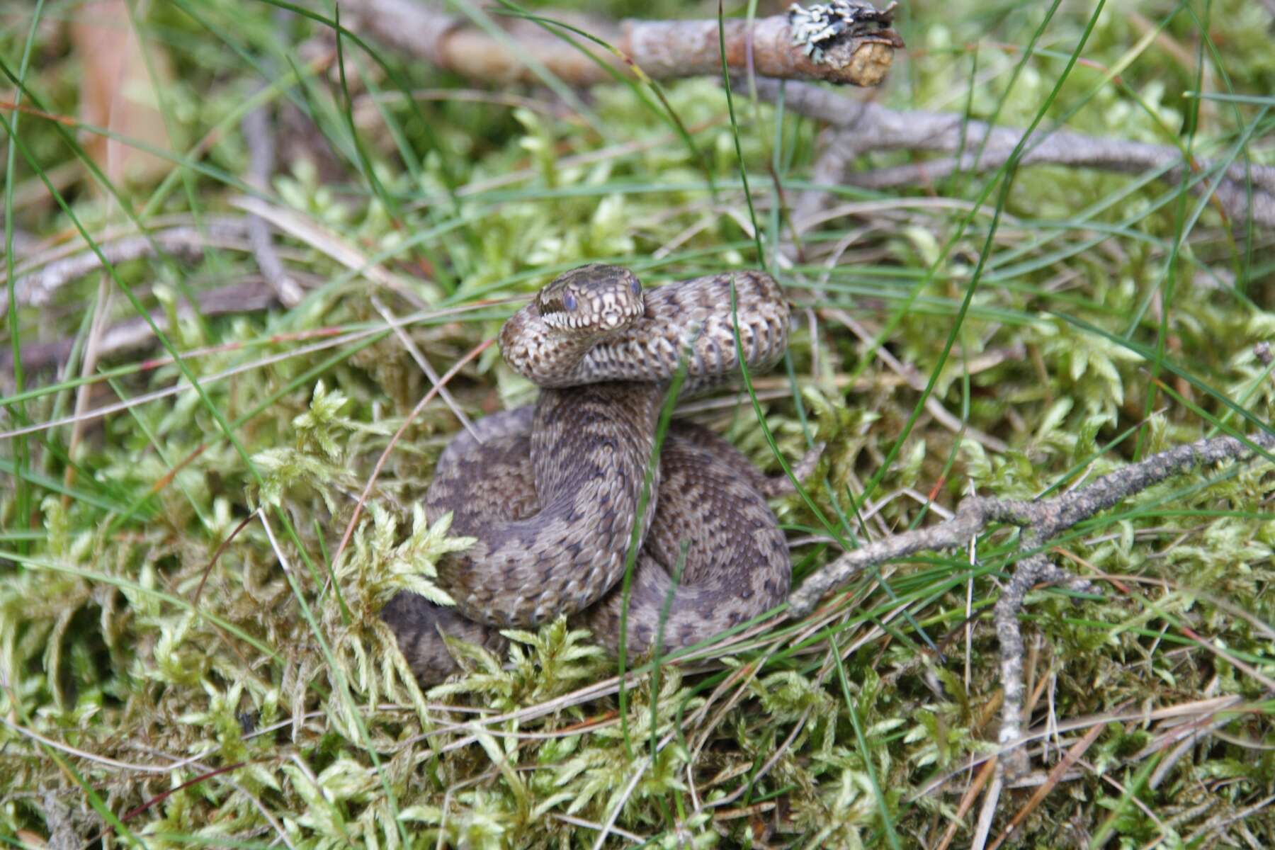 Image of Adder