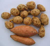 Image of sweet potato