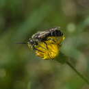 Image of Sweat bee