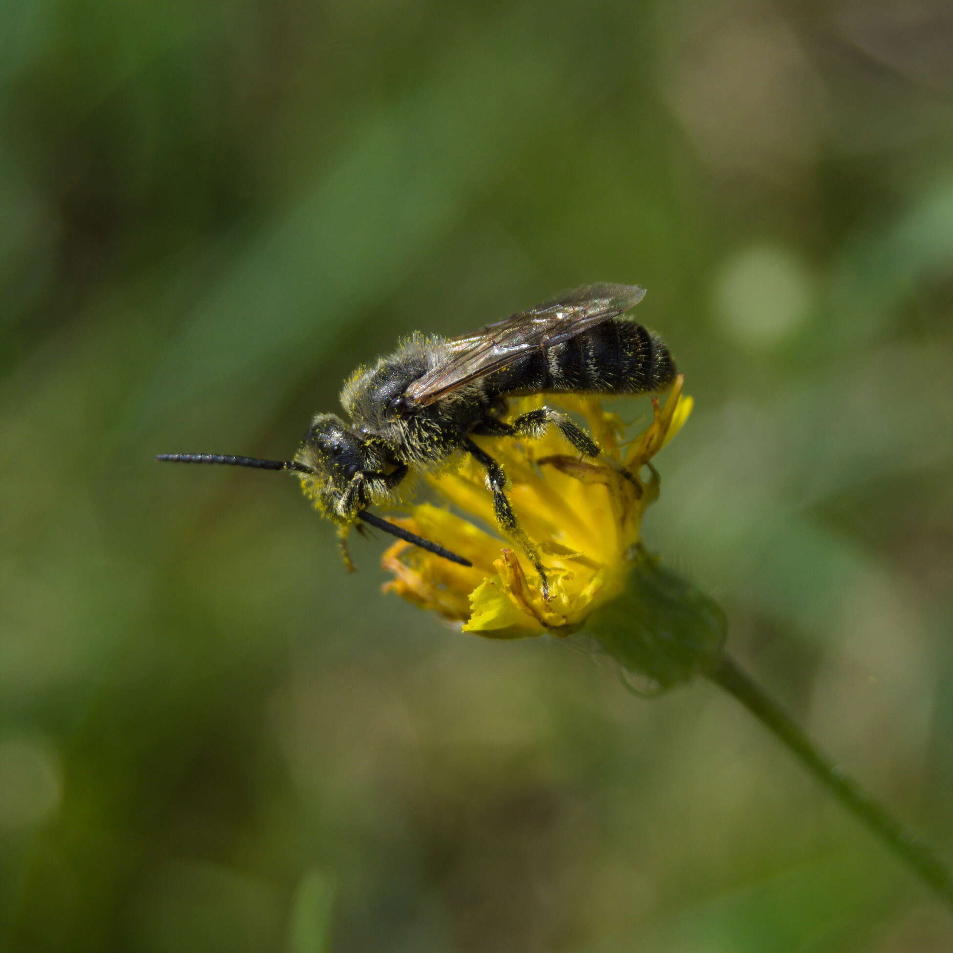 Plancia ëd Lasioglossum leucozonium (Schrank 1781)