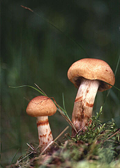 Image of Cortinarius armillatus (Fr.) Fr. 1838