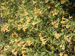 Image of southern bush monkeyflower