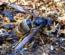 Image of Asian hornet