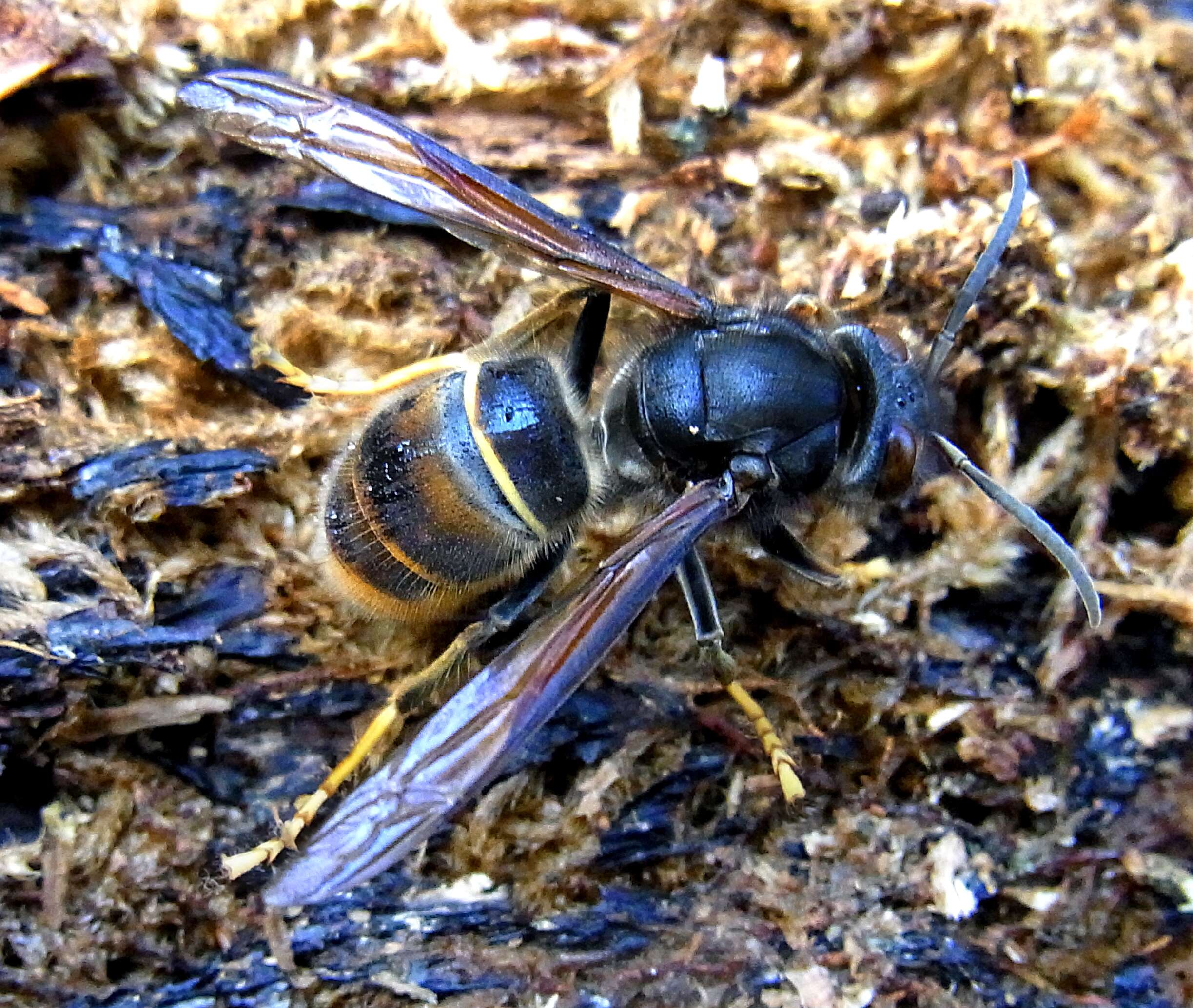 Image of Asian hornet