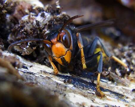 Image of Asian hornet