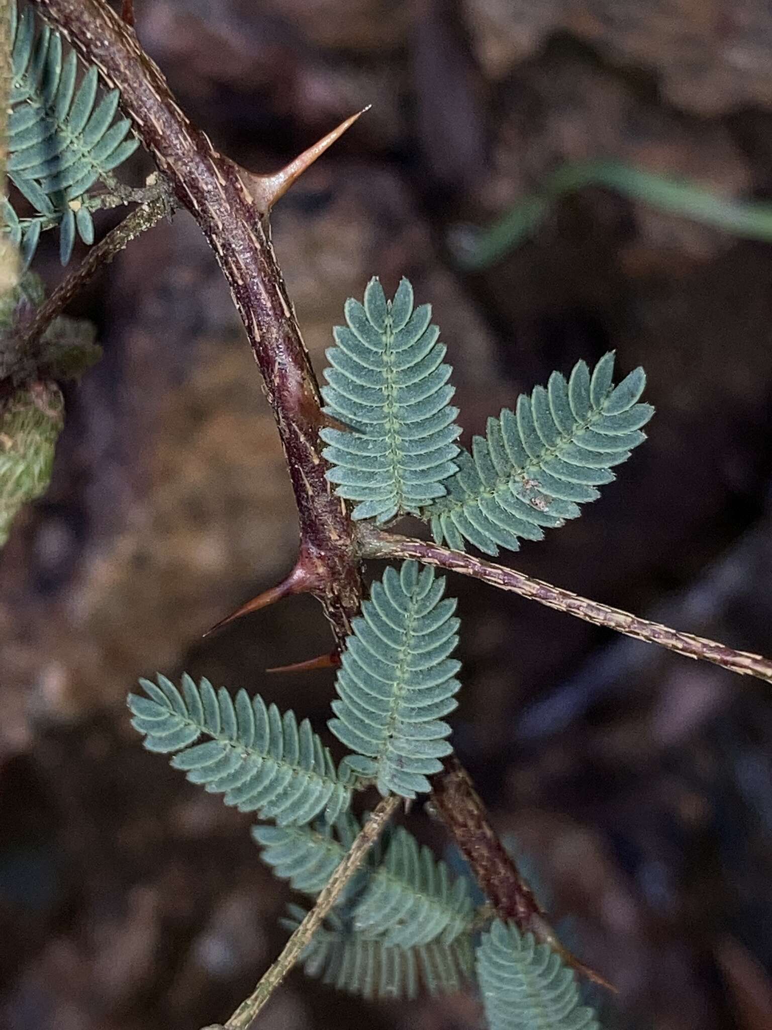 Слика од Mimosa ramulosa Benth.