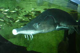 Sibirya mersin balığı resmi