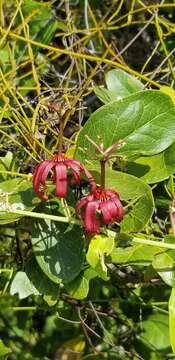 Passiflora cupraea L.的圖片