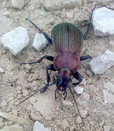 Image of Necklace Ground Beetle