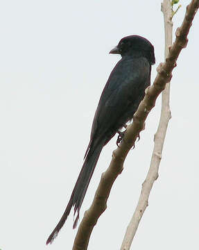 Image of Black Drongo