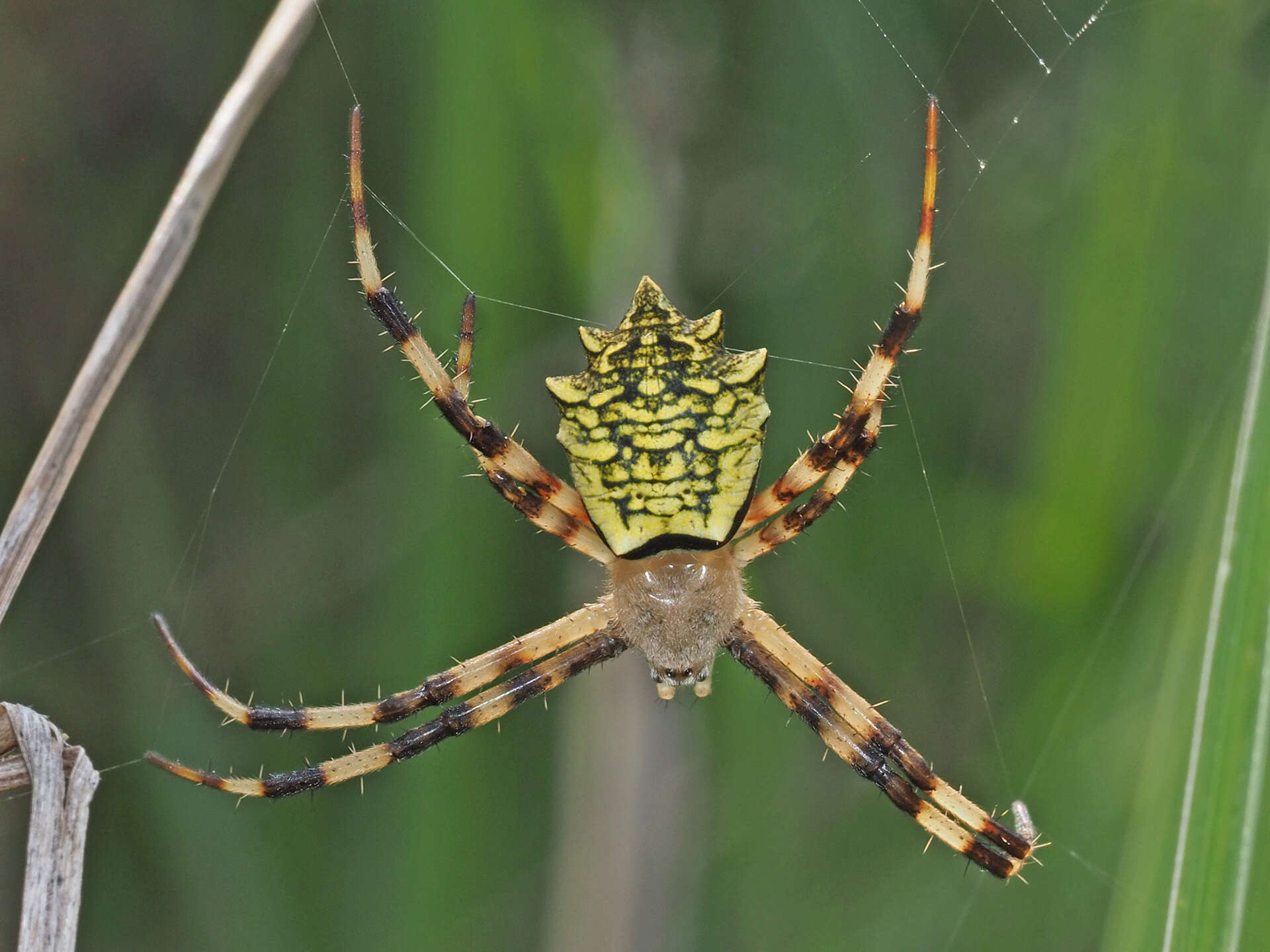 Image of Argiope levii Bjørn 1997