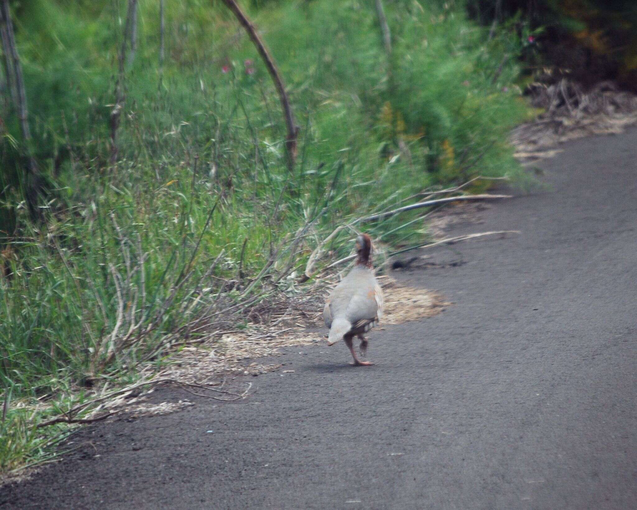 Image of Barbary Partridge